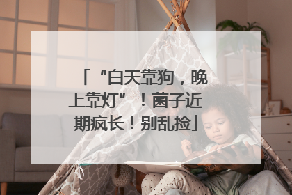 “白天靠狗，晚上靠灯”！菌子近期疯长！别乱捡