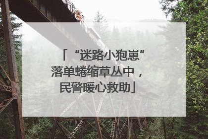“迷路小狍崽”落单蜷缩草丛中，民警暖心救助