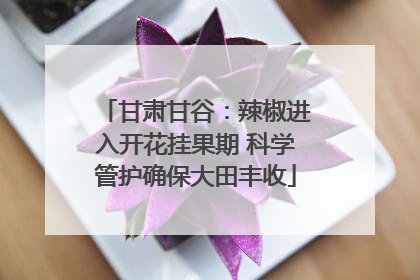 甘肃甘谷：辣椒进入开花挂果期 科学管护确保大田丰收