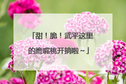 甜！脆！武平这里的鹰嘴桃开摘啦～