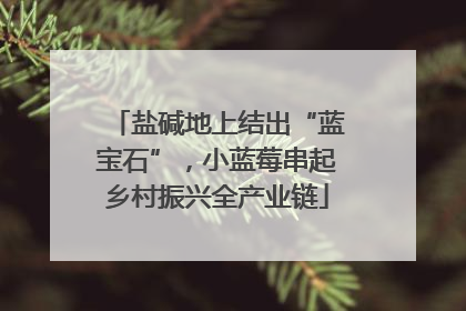 盐碱地上结出“蓝宝石”，小蓝莓串起乡村振兴全产业链