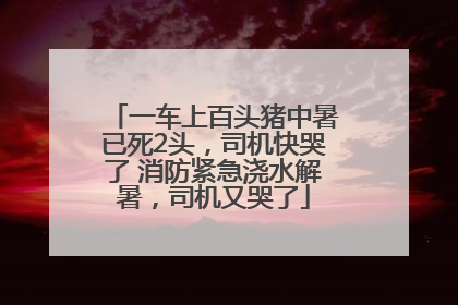 一车上百头猪中暑已死2头，司机快哭了 消防紧急浇水解暑，司机又哭了