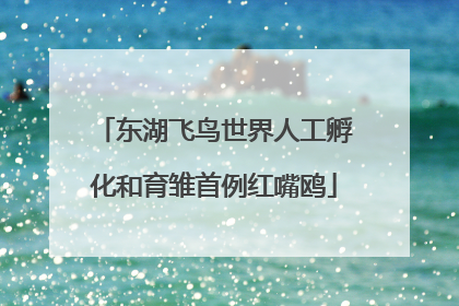 东湖飞鸟世界人工孵化和育雏首例红嘴鸥