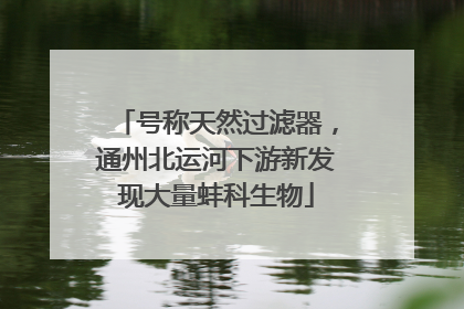 号称天然过滤器，通州北运河下游新发现大量蚌科生物