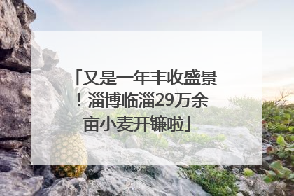 又是一年丰收盛景！淄博临淄29万余亩小麦开镰啦