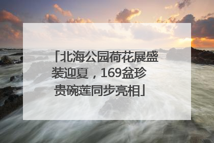 北海公园荷花展盛装迎夏，169盆珍贵碗莲同步亮相