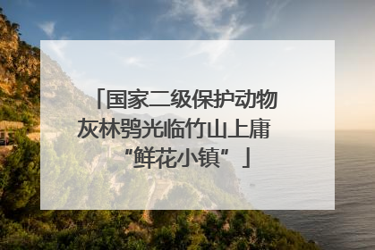 国家二级保护动物灰林鸮光临竹山上庸“鲜花小镇”
