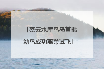 密云水库鸟岛首批幼鸟成功离巢试飞
