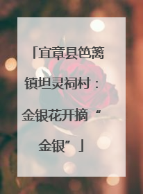 宜章县笆篱镇坦灵祠村：金银花开摘“金银”