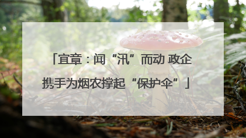宜章：闻“汛”而动 政企携手为烟农撑起“保护伞”