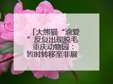 大熊猫“渝爱”反复出现脱毛 重庆动物园：暂时转移至非展示区静养治疗