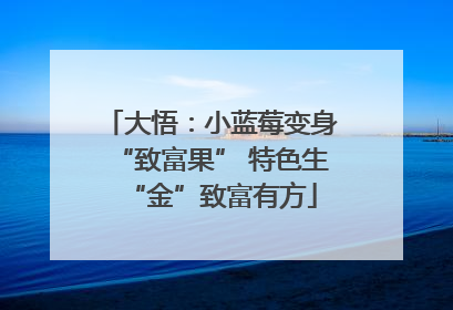大悟：小蓝莓变身“致富果” 特色生“金”致富有方