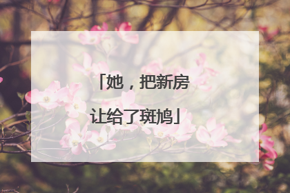她，把新房让给了斑鸠