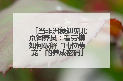当非洲象遇见北京饲养员：看劳模如何破解“吨位萌宠”的养成密码