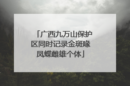广西九万山保护区同时记录金斑喙凤蝶雌雄个体