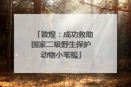 敦煌：成功救助国家二级野生保护动物小苇鳽