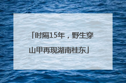 时隔15年，野生穿山甲再现湖南桂东