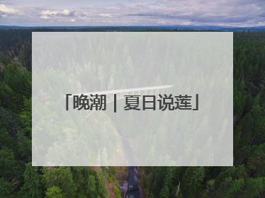 晚潮｜夏日说莲