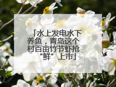 水上发电水下养鱼，青岛这个村百亩竹节虾抢“鲜”上市