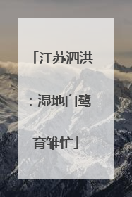 江苏泗洪：湿地白鹭育雏忙