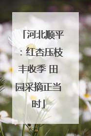 河北顺平：红杏压枝丰收季 田园采摘正当时