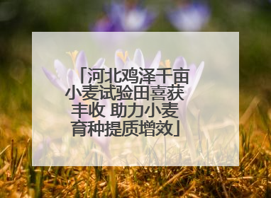 河北鸡泽千亩小麦试验田喜获丰收 助力小麦育种提质增效