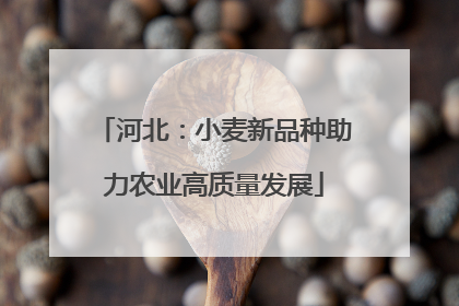 河北：小麦新品种助力农业高质量发展