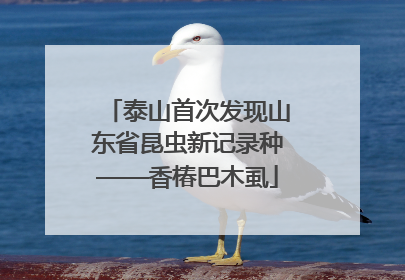 泰山首次发现山东省昆虫新记录种——香椿巴木虱