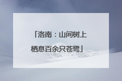 洛南：山间树上栖息百余只苍鹭