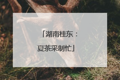湖南桂东：夏茶采制忙