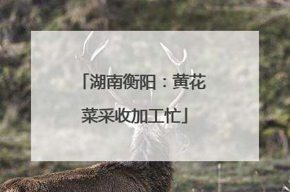 湖南衡阳：黄花菜采收加工忙