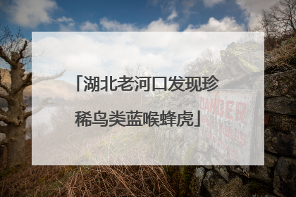 湖北老河口发现珍稀鸟类蓝喉蜂虎