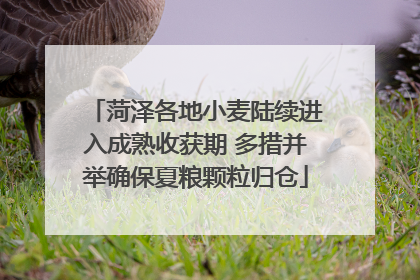 菏泽各地小麦陆续进入成熟收获期 多措并举确保夏粮颗粒归仓
