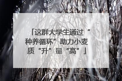 这群大学生通过“种养循环”助力小麦质“升”量“高”
