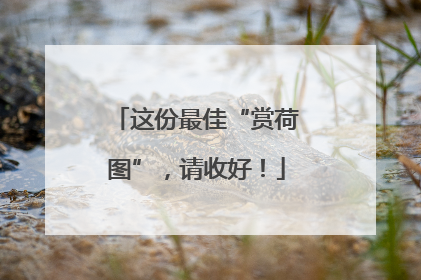 这份最佳“赏荷图”，请收好！