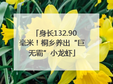 身长132.90毫米！桐乡养出“巨无霸”小龙虾
