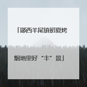 郧西羊尾镇初夏烤烟地里好“丰”景