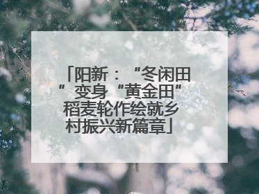 阳新：“冬闲田”变身“黄金田” 稻麦轮作绘就乡村振兴新篇章