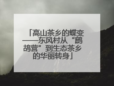 高山茶乡的蝶变——东风村从“鹧鸪营”到生态茶乡的华丽转身