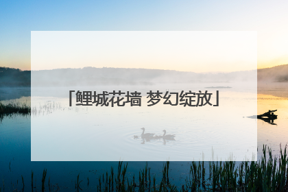 鲤城花墙 梦幻绽放