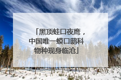 黑顶蛙口夜鹰，中国唯一蟆口鸱科物种现身临沧