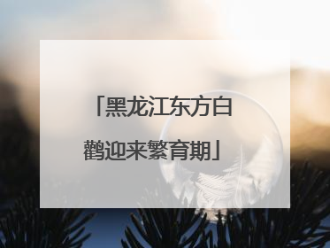黑龙江东方白鹳迎来繁育期